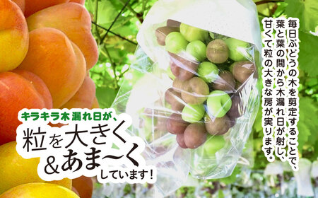 平山ぶどう園のマイハート（種なし）600g × 1房 /  / ぶどう ブドウ 葡萄 種なし たねなし フルーツ 果物 令和8年発送 HRB002