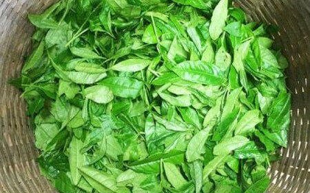 【2026年産】星野村の八女茶飲み比べ 3本セット [BGAA018]八女茶セット