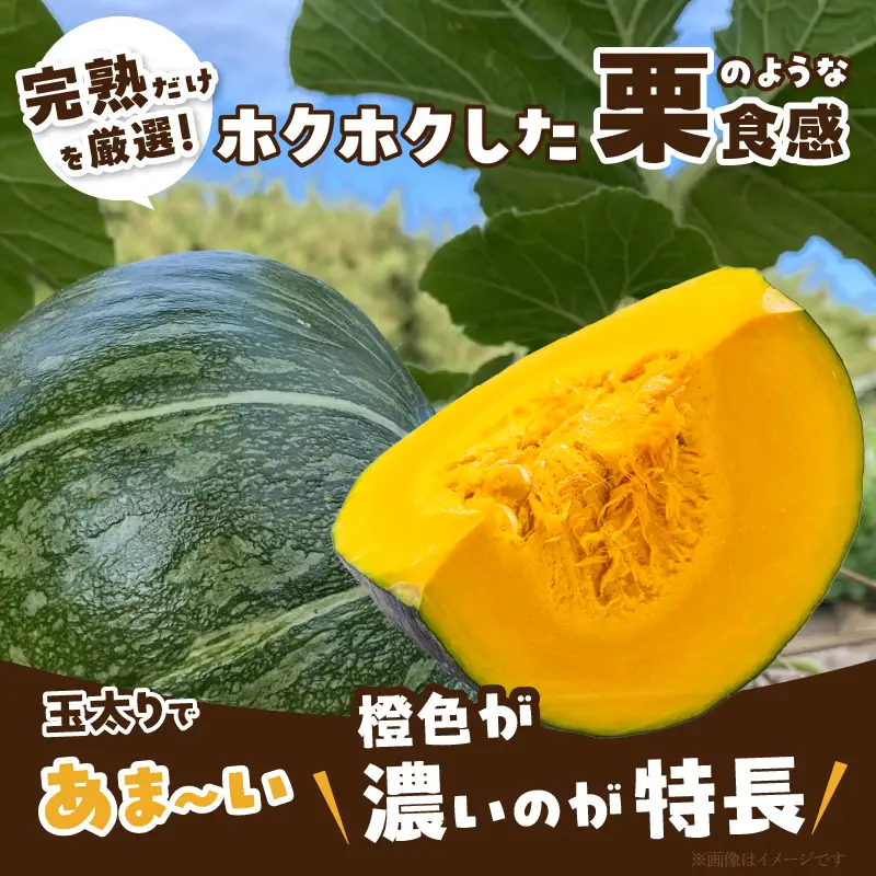 先行予約≪期間限定≫都農町産かぼちゃ 「鈴マロン」計5kg カボチャ 野菜 旬 サラダ 国産_T015-0075