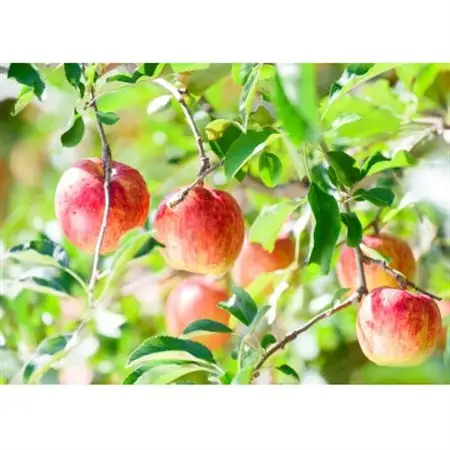 先行受付 青森 りんご 8～9月発送 訳あり サンつがる 約10kg 平均糖度12度以上! 冷蔵便_果物・フルーツ りんご  リンゴ 林檎_【配送不可地域：離島・沖縄県】【1606497】