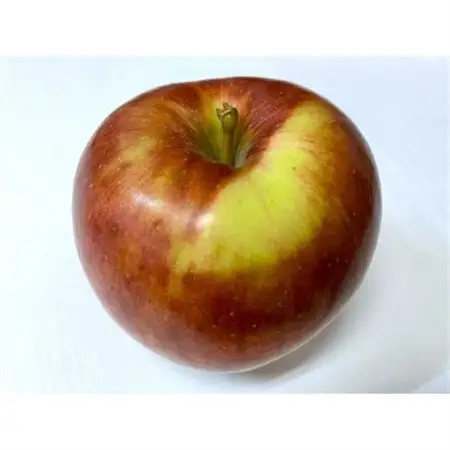 【2026年9月発送予定】平均糖度12度以上! 葉とらずサンつがる 約5kg おもてなし用_果物・フルーツ りんご  リンゴ 林檎_【配送不可地域：離島・沖縄県】【1607042】