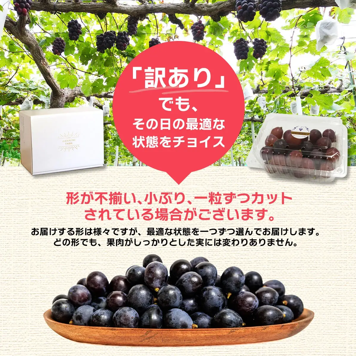 訳あり ニューピオーネ 1kg 花笑み農園 ぶどう ピオーネ 9月上旬から順次出荷 【hana033-02】