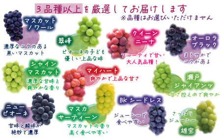 【訳あり】 シャインマスカット 岡山県産ぶどう詰め合わせ 訳ありシャインマスカット入り食べ比べおまかせ3種以上（約１kg） 【hana018-02】