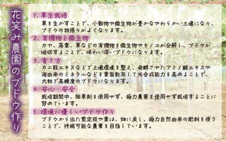 【2026年先行予約】 花笑み農園 岡山 『ぶどうの宝石箱』 ３種以上（18粒入り） 【hana050-02】