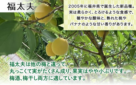 【先行予約】【福井特産】福井梅（福太夫）青梅 3kg（L～2L サイズ）【2026年6月以降順次発送】梅 福井梅 生梅 青梅 完熟梅 梅干し 梅酒 梅干 梅シロップ 梅ジャム 梅ジュース 果物 梅肉 ウメ うめ  [m74-a001]