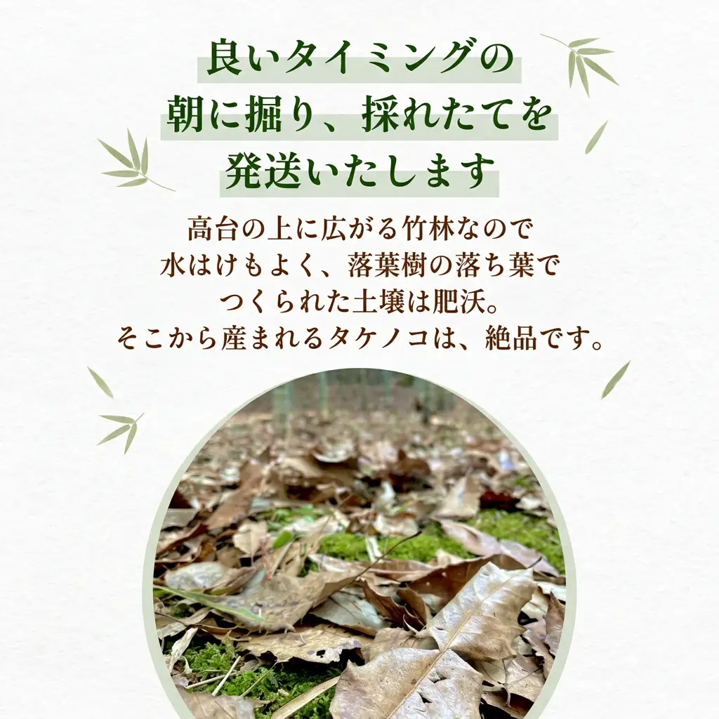  天然タケノコ 2kg 朝掘り 採れたて筍発送 富山県産 ＜農薬・化学肥料・除草剤不使用＞