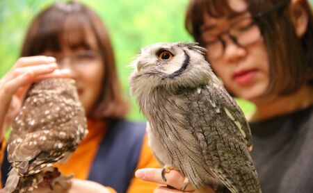 チケット 東京 ふれあい入場チケット 体験 ふくろう 爬虫類 チンチラ フクロモモンガ うさぎ モルモット ミーアキャット プレーリードッグ ヘビ カメ 写真撮影 ふれあい 豊島区 東京都