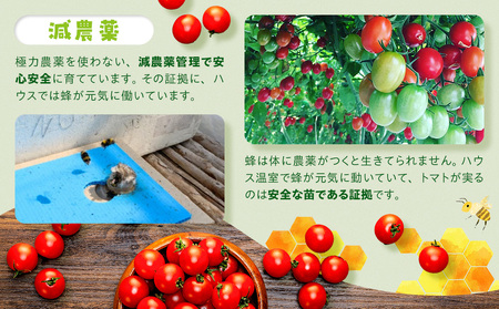 樹になるトマト 海陽のトマト ミニトマト アイコ ピンキー トレモロ THファーム ハイボニカ農法 減農薬 高糖度 リコピン トマト ふるさと納税トマト ふるさと納税ミニトマト 愛知県 南知多町