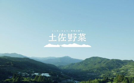 【24回定期便・月2回配送】 土佐の太陽をいっぱいに浴びた旬の野菜セット「大」10?13品目 / 高知 土佐 旬 野菜 詰め合わせ セット 仕送り 【土佐野菜】[ATBA018]