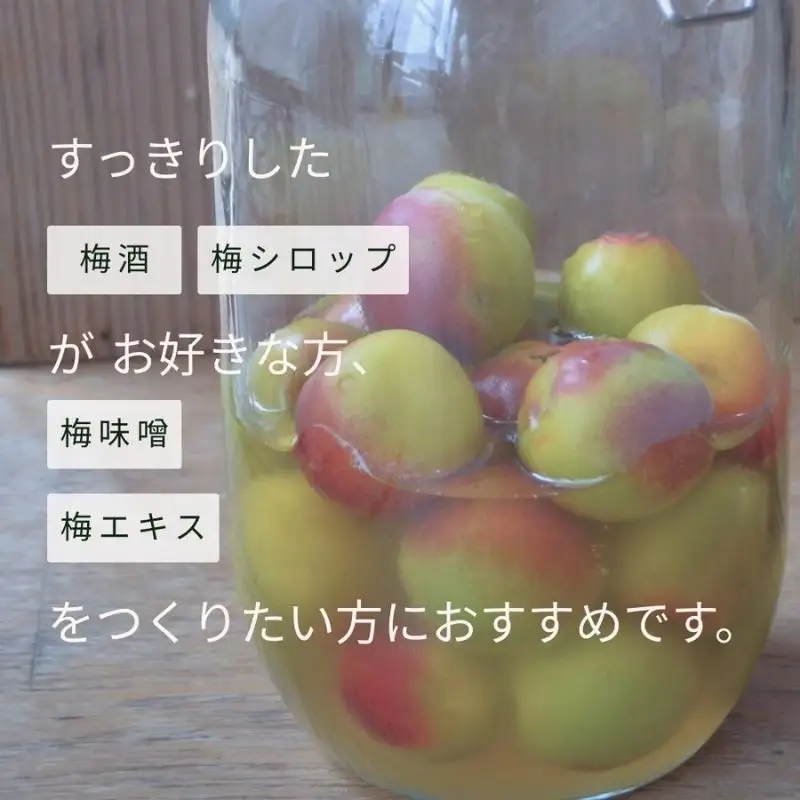 ［先行予約］樹上南高梅の青梅 2L 約5kg 追熟用 梅ボーイズ 紀州南高梅 5月下旬～6月下旬頃に順次発送予定 【umehkr013A】