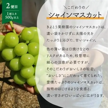 【発送月固定定期便】「藤稔」と「シャインマスカット」、1房ずつのお試し便!(岡山県産)全2回【配送不可地域：離島】【4065820】