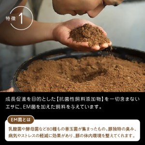 延岡よっとん Dセット N003-YB127
