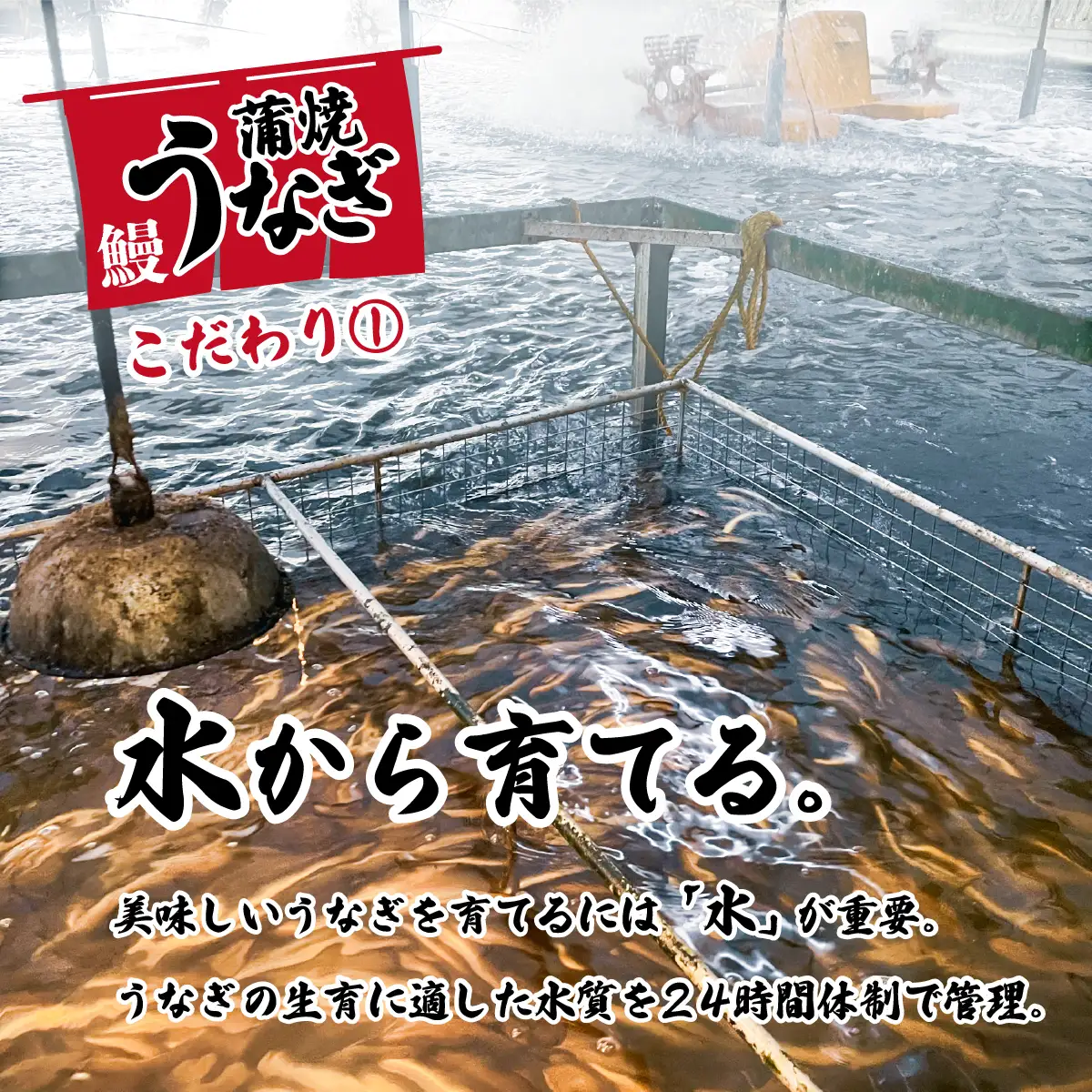 うなぎ 国産 訳あり ウなぎ 蒲焼き 3尾 420g ウナギ 化粧箱 父の日