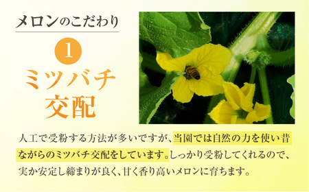 【先行予約】青木さんちのタカミメロン 4玉～5玉 メロン