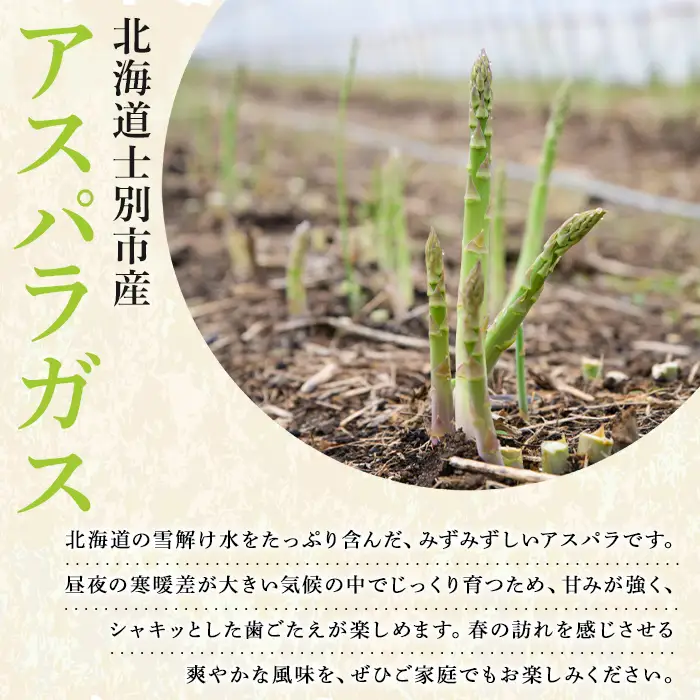【A7083】＜特別栽培・期間限定＞北海道士別市産 極太グリーンアスパラ (L～3Lサイズ混合・500g) 【2026年5月以降順次発送】野菜 太い 極太 アスパラ アスパラガス グリーンアスパラ 北海道 北海道産 国産 旬 産地直送 【あったかふぁーむ】