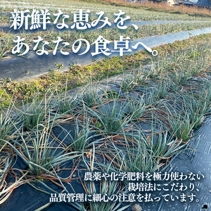 【2026年4月上旬頃から順次発送】島らっきょう 2kg |期間限定 らっきょう ラッキョウ 辣韭 らっきょう酢 炒め物 天ぷら 国産 愛媛県産 愛媛県 松山市 松山市ふるさと納税返礼品【MSD007】