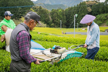 そのぎ茶 緑茶 そのぎ茶《茶縁》「つゆひかり」100g 2袋入 [東坂こくまる商店 長崎県 東彼杵町 hs42bag700001]