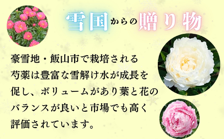 【先行予約】芍薬 切花 おまかせ2〜3品種 6〜8本セット《出荷時期：2026年5月中旬頃〜》太田農園  (Cb-001)