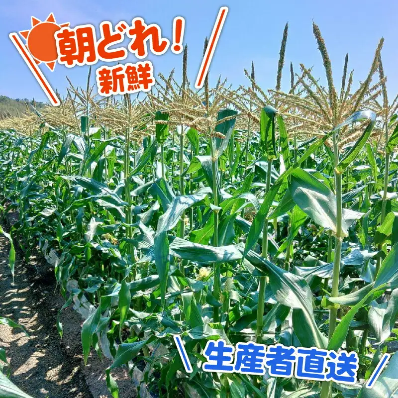 【2026年先行予約 / 数量限定 とうもろこし】フルーツコーン イエロー種 5本 とうもろこし
