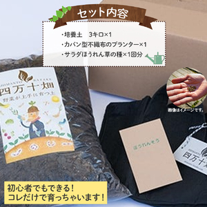ベランダでも育てられるサラダほうれん草栽培キット　Fis-A06 趣味 ガーデニング 家庭菜園 園芸 ベランダ菜園 プランター 種 種子 プロ仕様の肥料 培養土 サラダに 苗 植物 家庭菜園 花壇 プランター ガーデニング