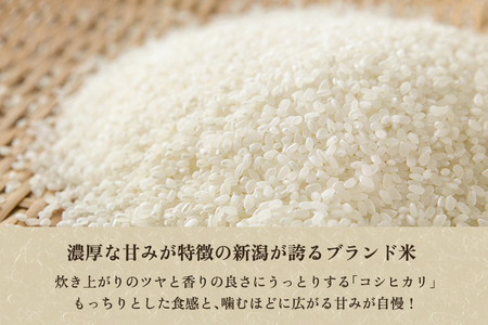 【令和8年産新米先行予約】【定期便3回10月・2月・6月にお届け】産コシヒカリ 精米10kg（5kg×2袋） 《10月上旬～順次出荷》