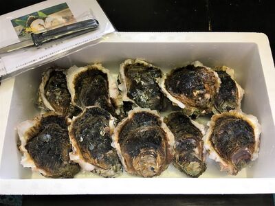 能登産 岩牡蠣（2.5kgセット／8～10個入）専用ナイフ 片手用軍手付 加熱用 |  魚介類 訳あり 生活応援価格 ご家庭用  冷蔵配送 石川県 七尾市 ※2026年6月下旬～8月上旬頃に順次発送予定