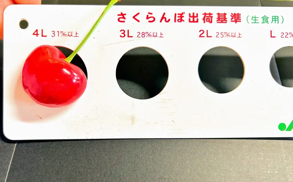 さくらんぼ（やまがた紅王）２００ｇ　３Ｌ以上　秀品　0079-2608