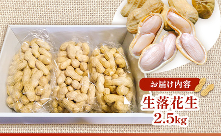 落花生 福岡県産 生落花生 おおまさり 2.5kg ※配送不可:離島