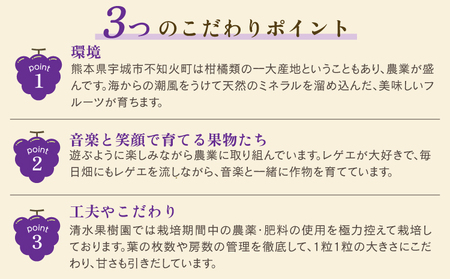 先行予約 富士の輝 2房（約500g×2 計約1kg） 【2026年8月上旬から8月下旬発送予定】