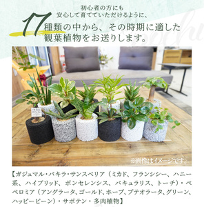 S060-110_【ふるさと納税限定】初心者の人にもお勧め！エコ・ポチ　トライアルセット