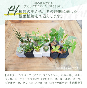 S060-111_【ふるさと納税限定】初心者の人にもお勧め！エコ・ポチ　トライアルセット・ミニ