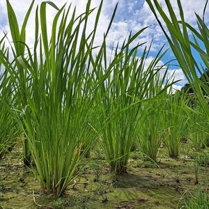 【先行予約】収穫したてを発送します　　マコモダケ　約2.5㎏〈出荷時期:2026年10月中旬～2026年11月中旬頃〉