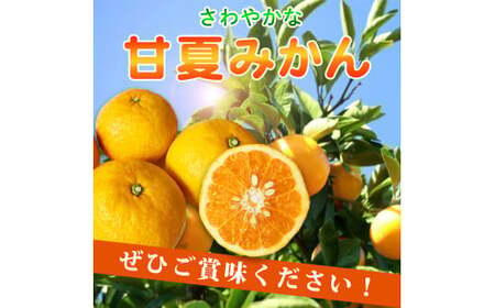紀州 有田産 すっきり爽やか 甘夏 みかん 8kg 【ご家庭用訳あり】 / 温州みかん 柑橘 フルーツ 果物 和歌山 ※2027年3月中旬〜3月下旬頃順次発送予定 ※離島への配送不可 【uot847】