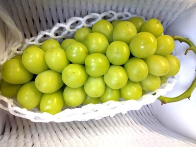 【定期便：全４回】ぶどう食べ比べコース（デラウェア、サニールージュ、シャインマスカット、スチューベン）　0142-2618