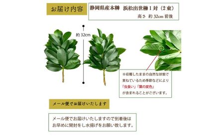 【定期便6回】榊 浜松出世榊 本榊 純国産 1対（2束）×6回※1日交換に間に合うように配送 国内産 日持ち 大きい 艶やか 肥料のみ使用 農薬不使用 定期便 浜松市 静岡県