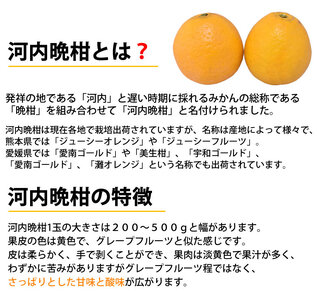 訳あり 河内晩柑 ジューシーオレンジ 約8kg オレンジ みかん ミカン 蜜柑 柑橘 熊本県 宇城市 送料無料 2026年3月下旬から2026年7月下旬発送予定