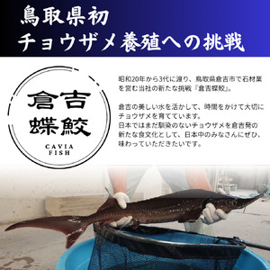 珍しいチョウザメのしゃぶしゃぶ！ 倉吉蝶鮫 切り身200g ／ 国産 ちょうざめ チョウザメ しゃぶしゃぶ 倉吉市