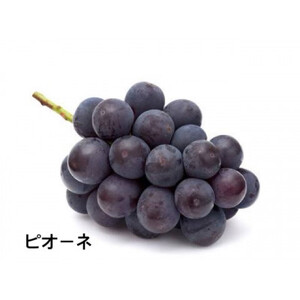 【お中元 熨斗付】 桐箱入り ナガノパープル 1房・ ピオーネ 1房 ＜2026年8月より順次発送＞ (県内共通返礼品:かすみがうら市産) 先行予約 ぶどう ブドウ 葡萄 フルーツ 茨城 新鮮 (BR172)