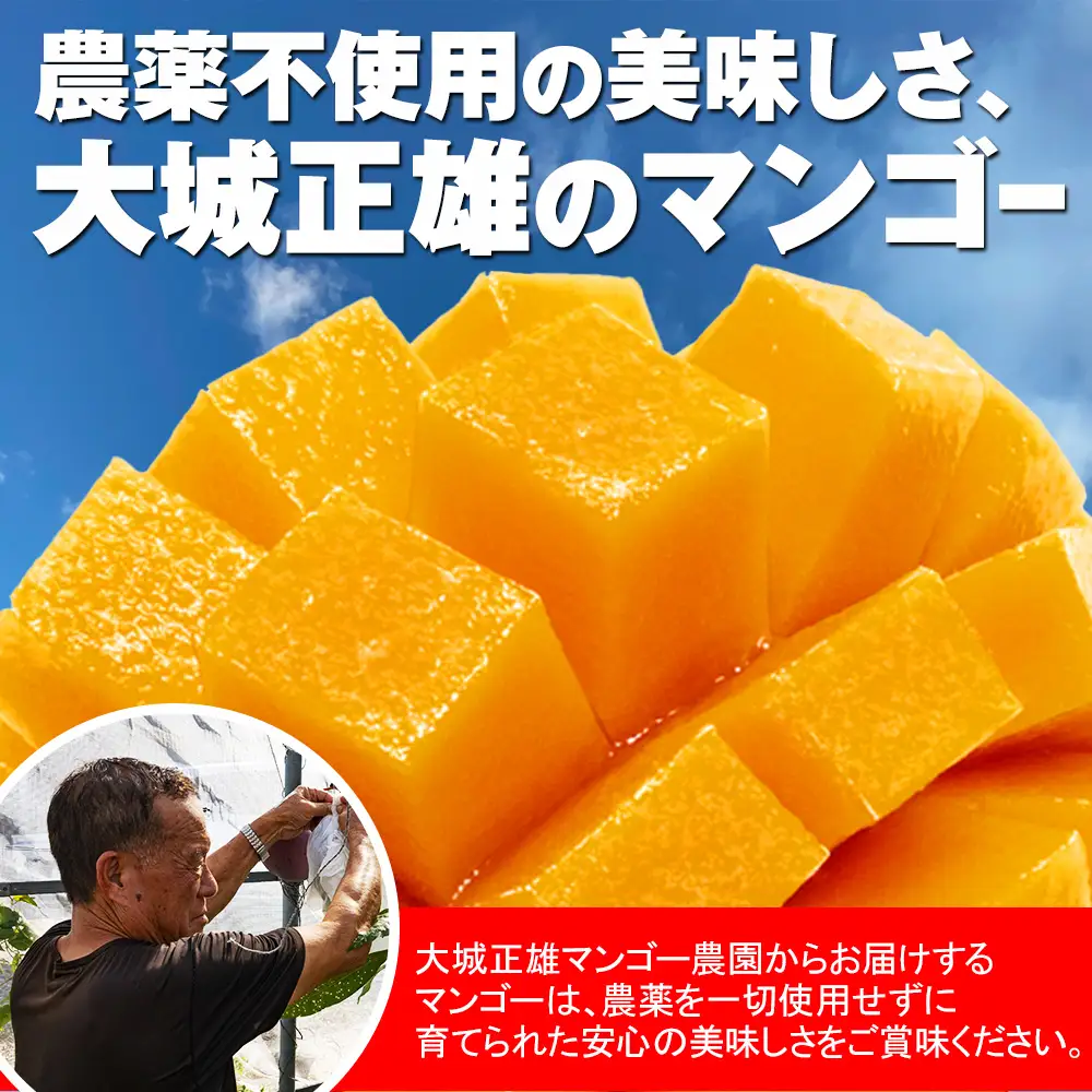 【2026年発送】大城正雄マンゴー農園　アーウィンマンゴー　贈答用1kg