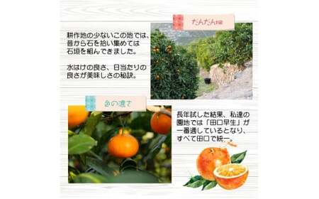 【ふるさと納税】有田 みかん しにせの味 (1kg) サイズお任せ / 温州みかん 有田みかん 甘い 和歌山 柑橘 ※2026年11月上旬～翌年2月中旬頃に順次発送予定 【tkf004-r-1】