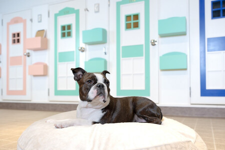 【WANCOTT】ドッグホテル利用券　10,000円分 ALN0001