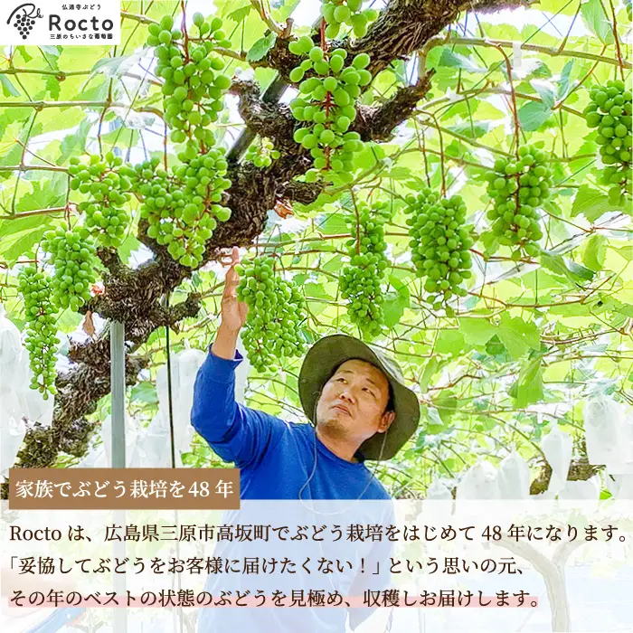 【先行受付】厳選！旬のぶどう詰め合わせ約1kg（2房） 2026年9月上旬から順次発送 種なし シャインマスカット 品種 農園おまかせ ピオーネ BKシードレス 安芸クイーン クイーンニーナ スカーレット お楽しみ 人気 葡萄 贈答 お中元 プレゼント 厳選 フルーツ 205001
