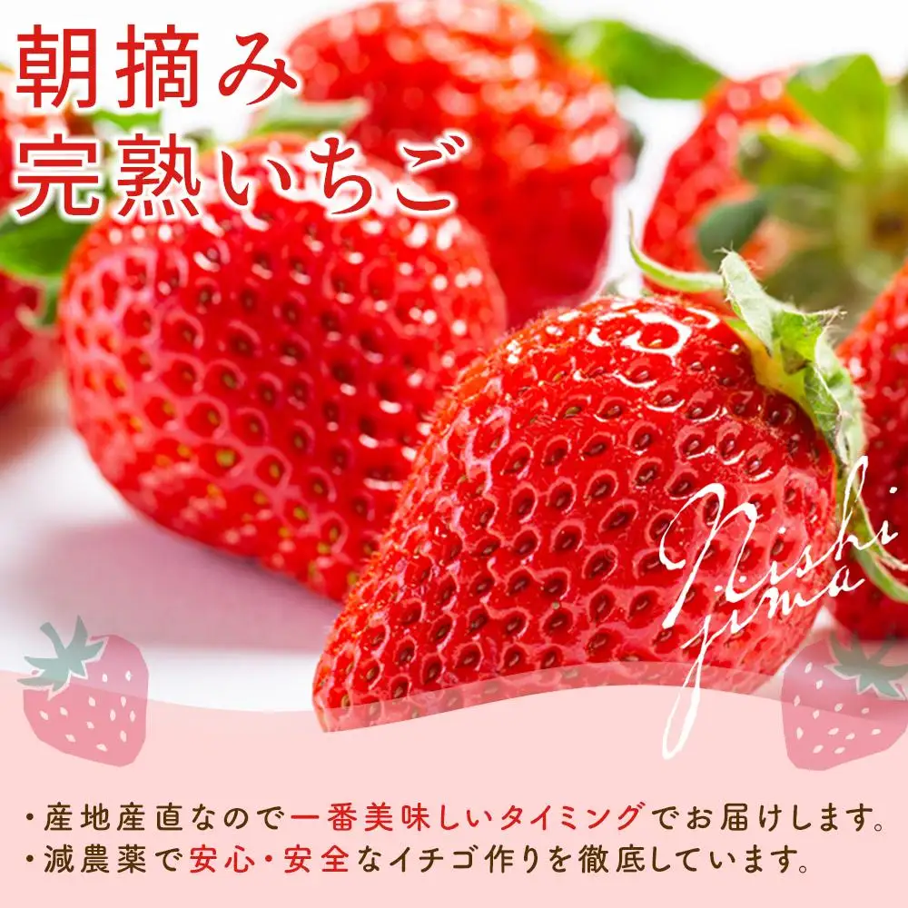 【先行予約】メロンとイチゴセット（2027年2月～発送）めろん いちご  フルーツ