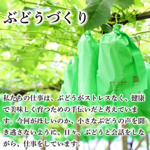 シャインマスカット 約1kg 2房 ＜出荷時期：2026年8月下旬～9月下旬頃＞ ぶどう 葡萄