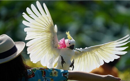 東南植物楽園 入園券 ＆ ランチ券 （大人2名） 入場券 チケット 植物園 テーマパーク 観光 沖縄市 / 株式会社東南植物楽園 [BCBY005]