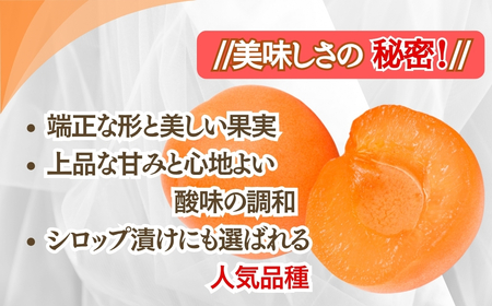生食用あんず信山丸 約2kg | あんず