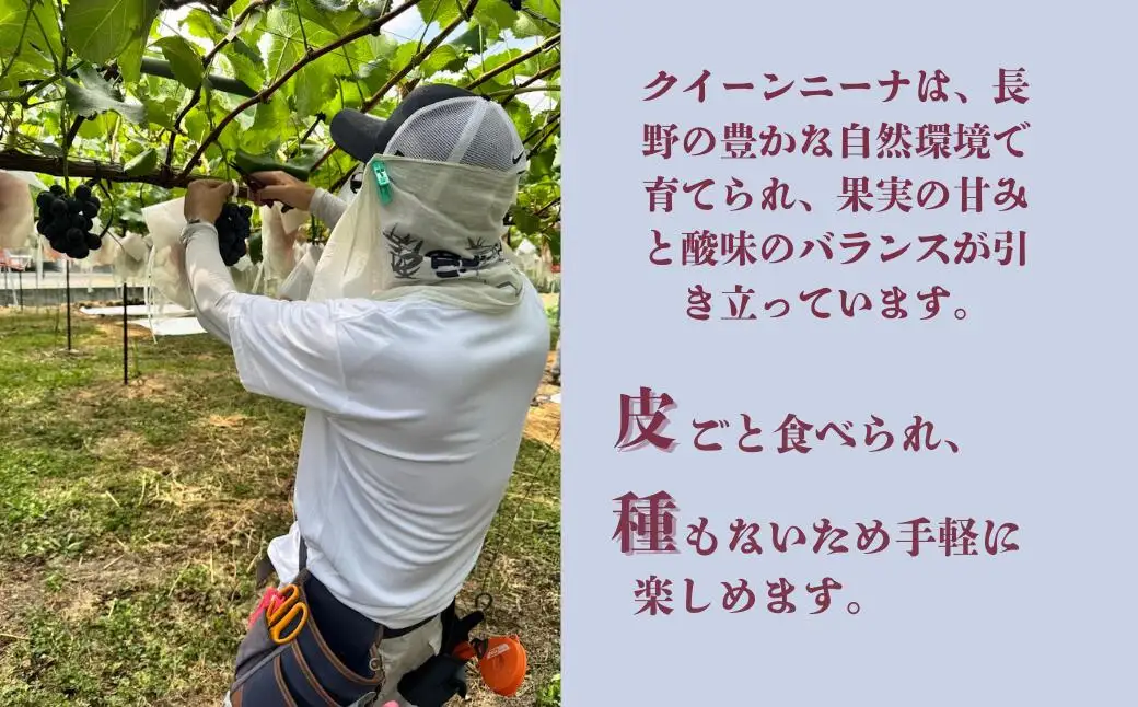 【2026年先行予約】クイーンニーナ 約1kg（2~3房）|ぶどう ぶどう