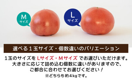 トマト 桃太郎はるか Lサイズ (約16個～18個) 計約4kg | トマト 加藤義明とまと農園