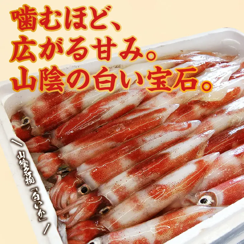 【カット済・やわらか白イカ（生凍結）280g×2袋（冷凍）】下処理済み 産地直送 鮮度抜群 白いか いか イカ 大人気 ふるさと納税 兵庫県  香住 山米鮮魚 20000円 74-20