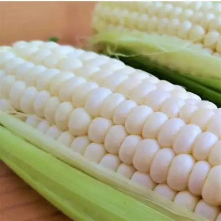 大分県日出町産　ホワイトコーン「白雪姫」_野菜 とうもろこし  トウモロコシ_【配送不可地域：離島】【1615424】
